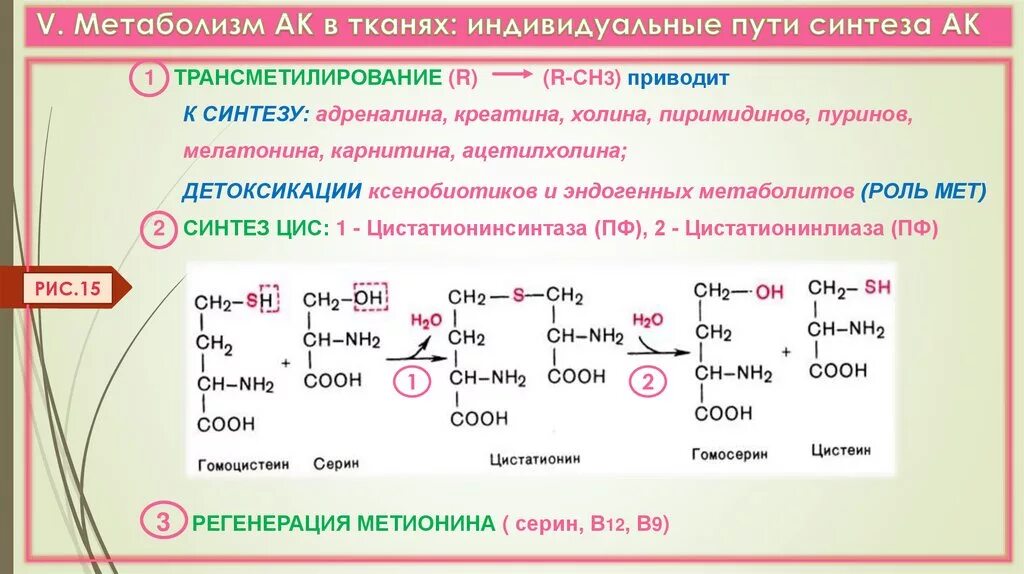 Участие s аденозилметионина в реакциях трансметилирования. Трансметилирование роль s- аденозилметионина биохимия. Участие метионина в реакциях трансметилирования. Роль метионина в реакциях трансметилирования. Трансметилирование метионина реакция.