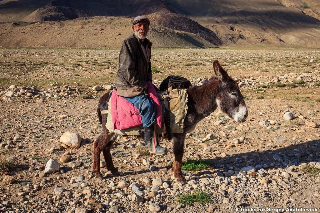 таджикские приколы. осел в таджикистане. спортивный ишак. верхом на ишаке. человек ишак.