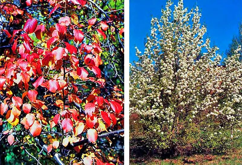 Груша уссурийская описание. Pyrus ussuriensis. Груша уссурийская. Груша уссурийская. Дикая уссурийская груша.