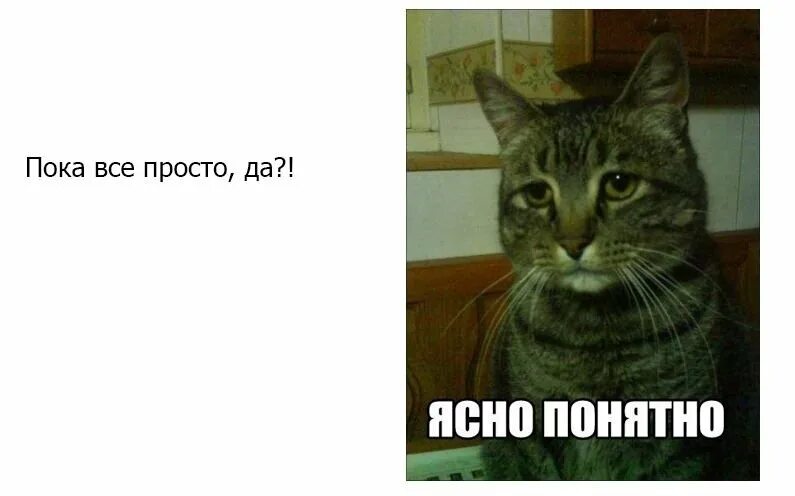 Понятно вижу. Ясно понятно. ясно понятно мем. яснопонятно кот. ясно понятно прикол.