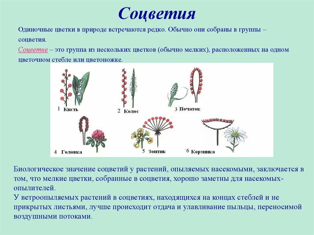 Из предложенного списка выберите такое растение. Биология 6 класс тема соцветия. Соцветия растений. Формы соцветий. Соцветие это в биологии.