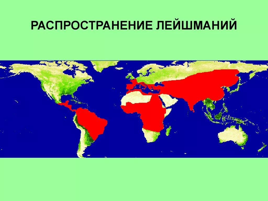 Географическое распространение кожной лейшаминиоза. Географическое распространение лейшмании. Распространение кожного лейшманиоза географическое распространение. Лейшманиоз ареал распространения.