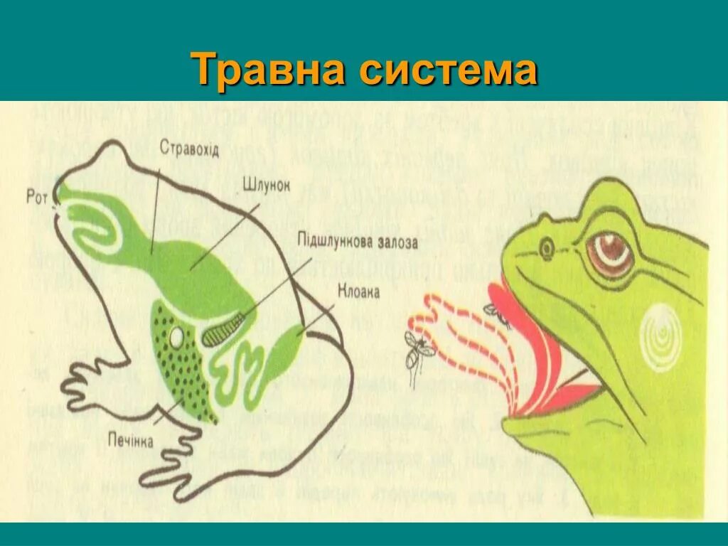 Расположи органы пищеварительной системы земноводного. Анатомия пищеварительной системы лягушки. Схема пищеварительной системы лягушки. Пищеварительная система лягушки 7 класс. Строение земноводных пищеварительная система лягушки.