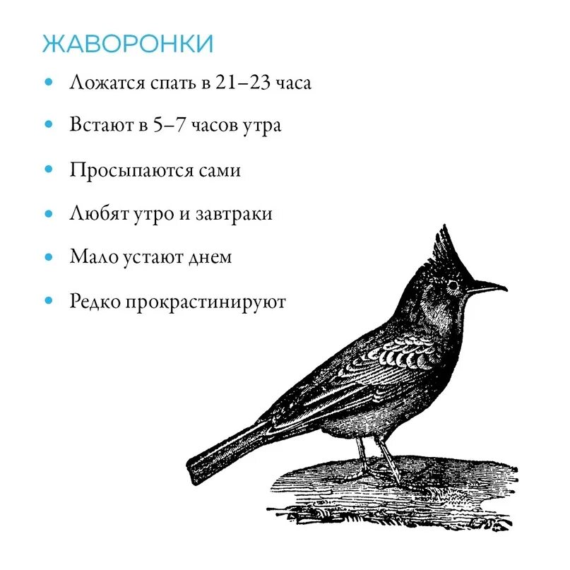 Жаворонки хронотип. Жаворонок Тип человека. Люди Жаворонок характеристика.