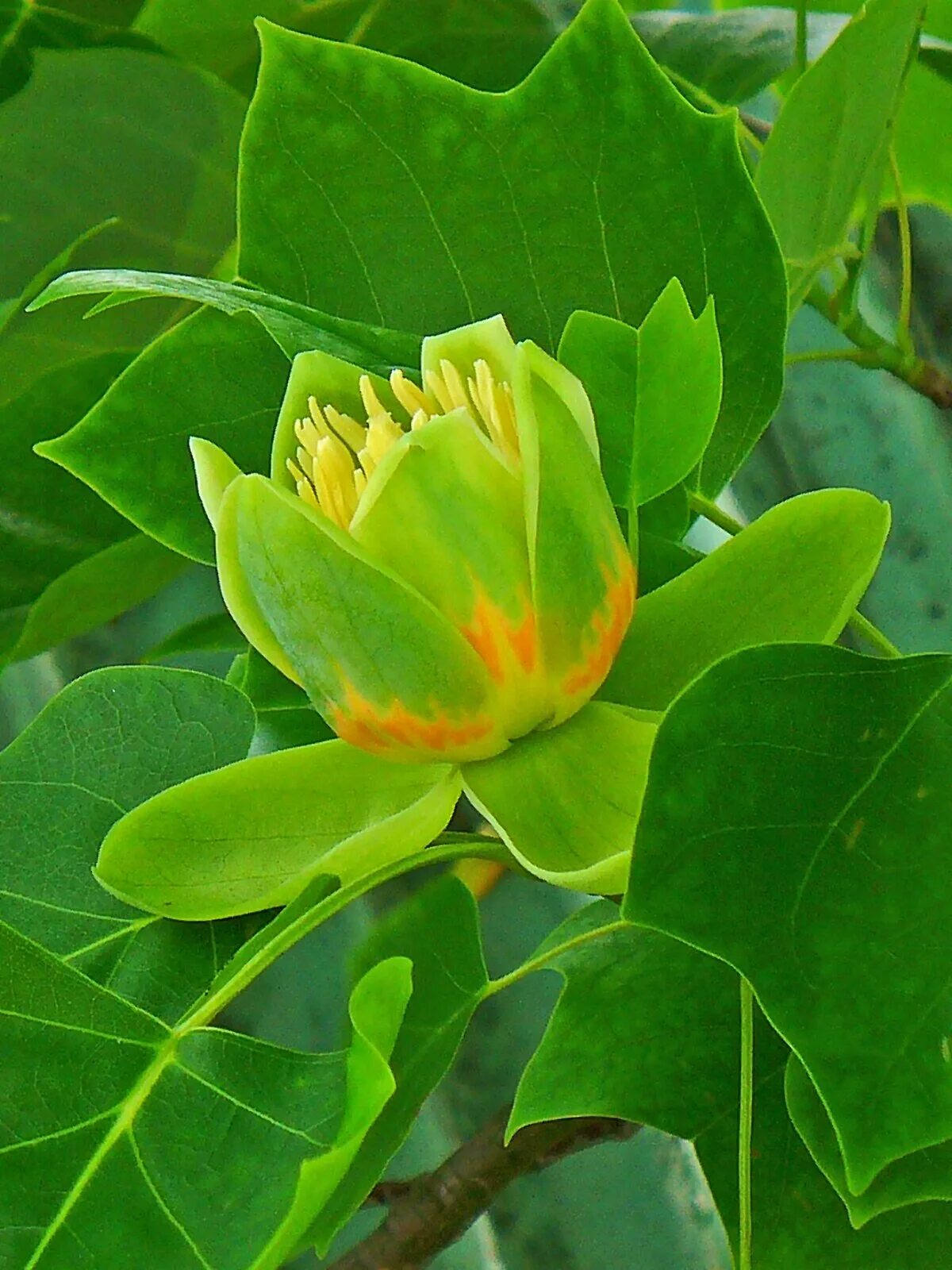 Tulip tree. Тюльпановое дерево лириодендрон. магнолия лириодендрон. liriodendron tulipifera тюльпановое дерево. магнолия тюльпановое дерево.
