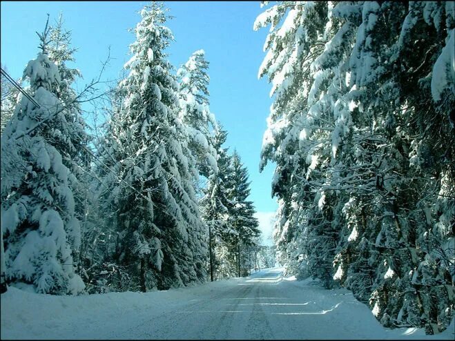 #Cedar #trees are #evergreen conifers that can be found in many shapes, sizes, a