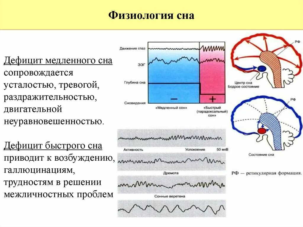 Физиологические процессы сна. Физиологическая структура сна. Фазы и стадии сна физиология. Фазы переходных состояний сна физиология. Сон это физиологический процесс.