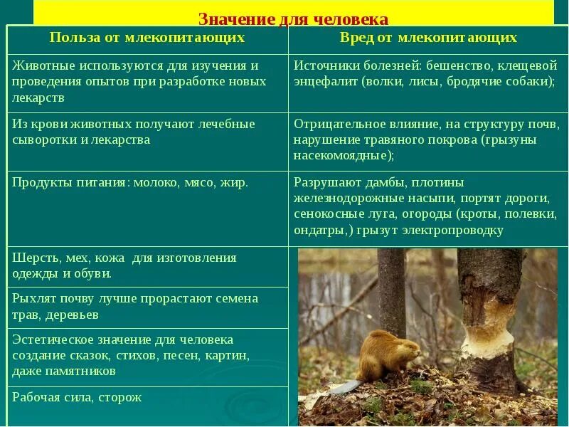 Полезность животных. Значение млекопитающих в природе. значение животных для человека. вред от животных для человека.