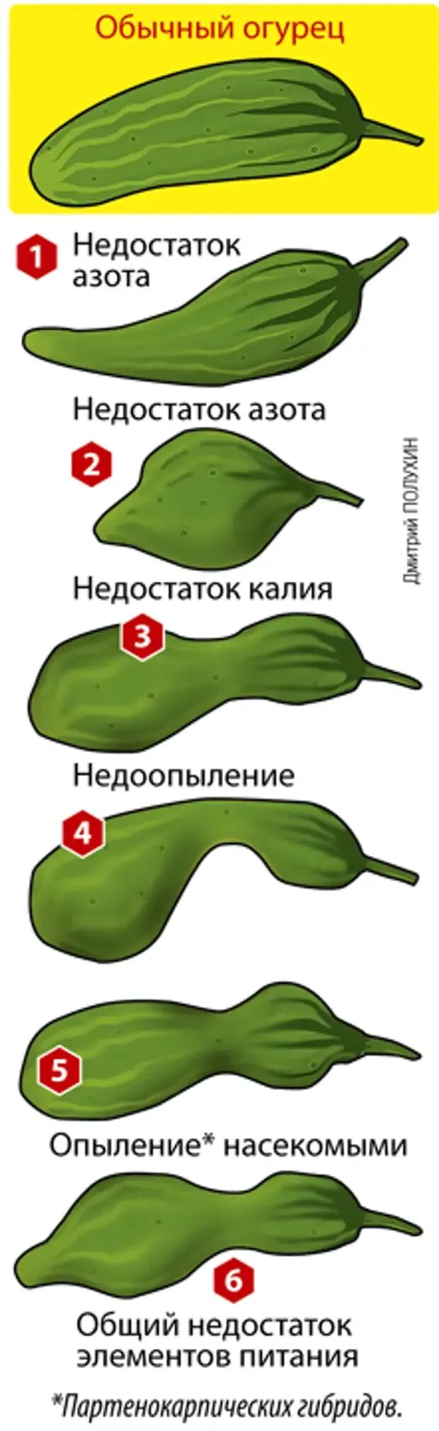 Как по форме огурца определить чего ему не хватает. Нехватка элементов питания у огурцов по форме плода. Формы огурцов при недостатке удобрений. Недостаток питательных веществ у огурцов.