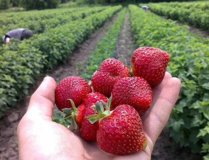 Berry. Fiona's strawberry plantation, greengrocery, Leningrad Region, Kirovskiy 