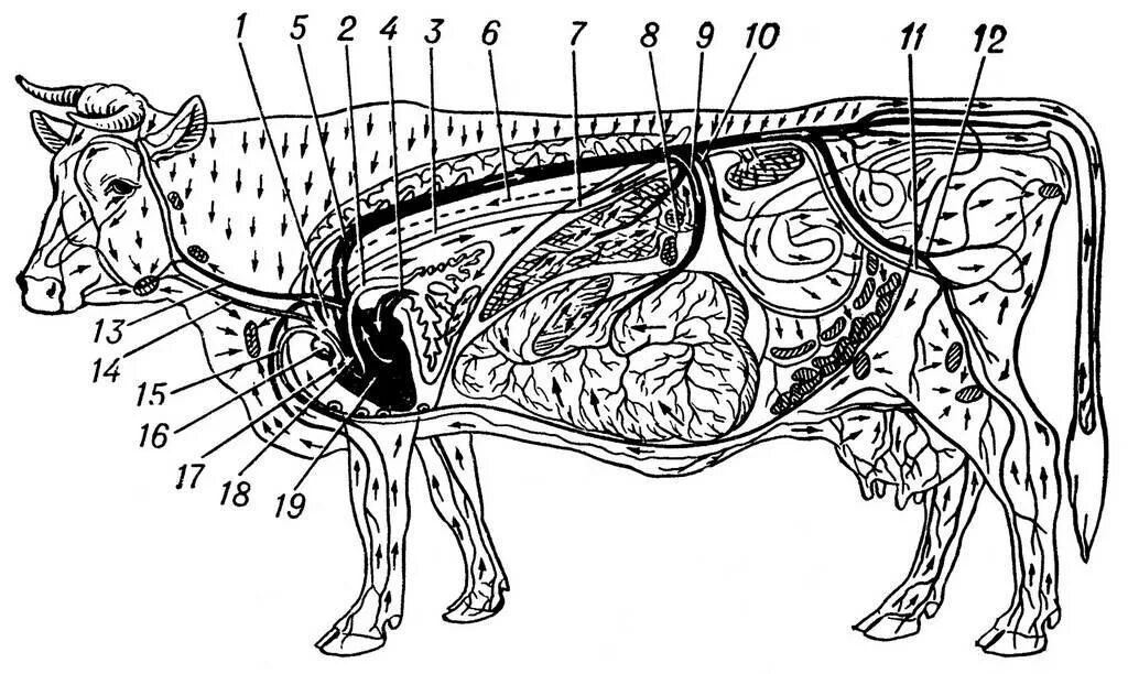 Кровеносная система коровы анатомия. Сердечно сосудистая система КРС. Лимфатическая система коровы. Артерии и вены животных