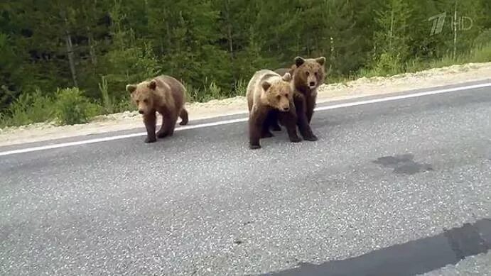 три медведя на трассе
