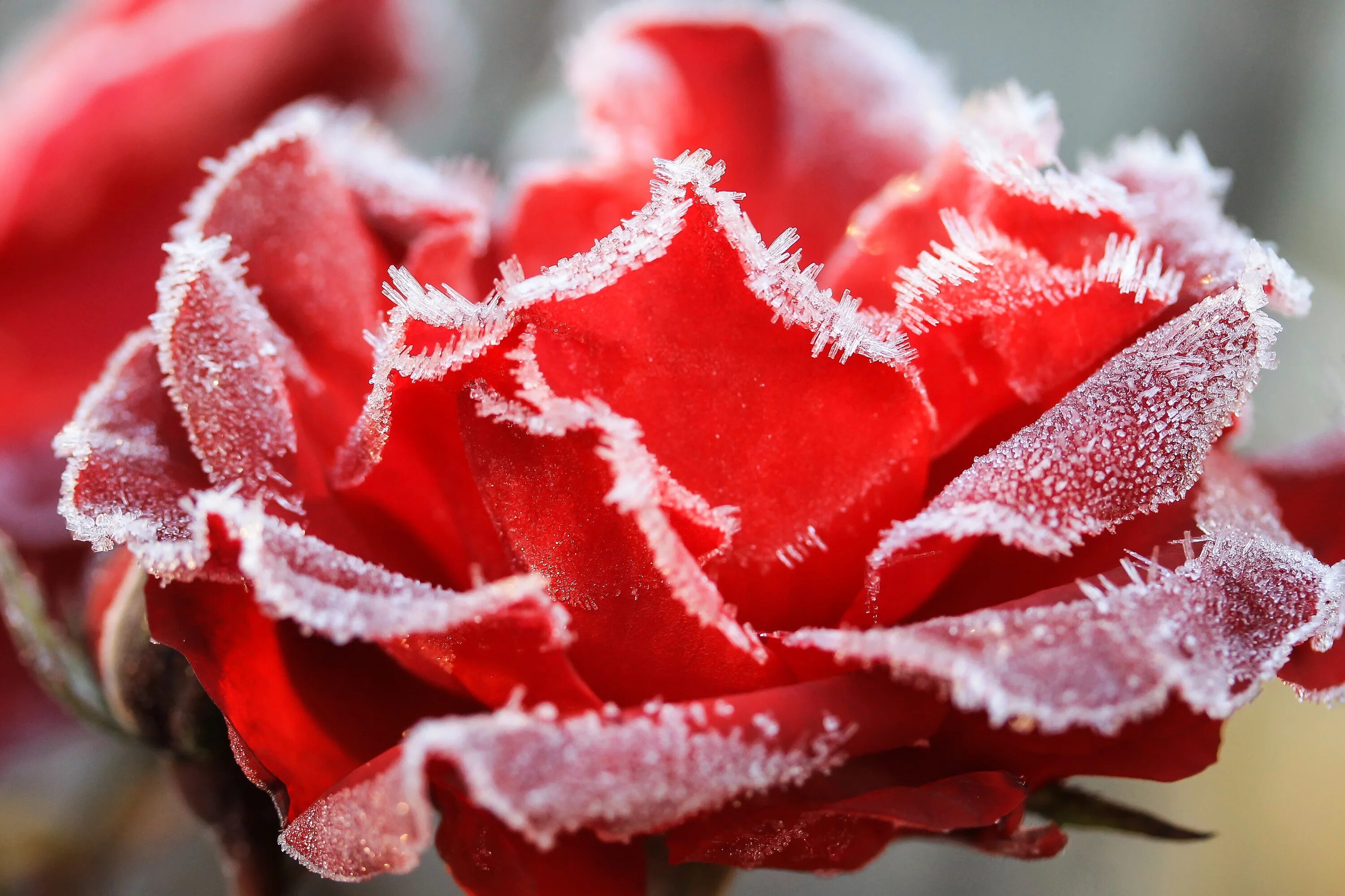 Красные цветы зимние розы. Зимние цветы. Красивые зимние цветы. Зимний красный цветок. Красные цветы на снегу.