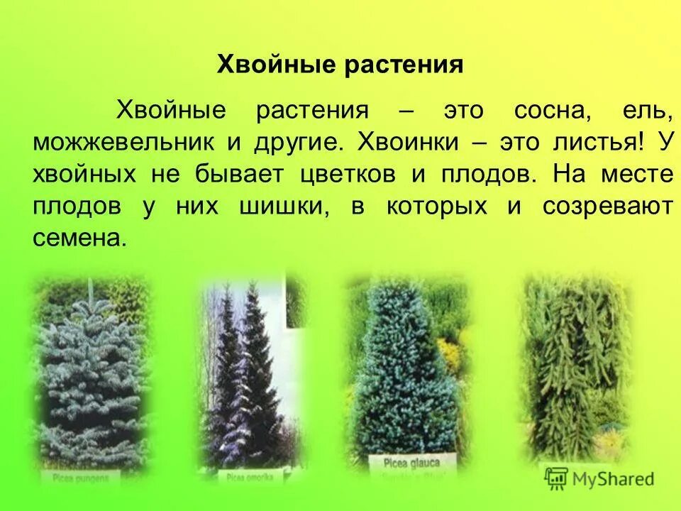 Хвойные 3 класс. Хвойные растения. Класс хвойные растения. Группа растений хвойные растения.