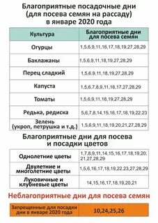Благоприятные дни для посадки рассады в январе