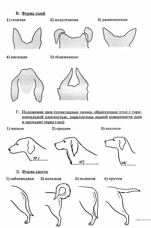 Типы голов собак. Лабрадор форма ушей. полустоячие форма ушей собак. немецкий пинчер окрас форма ушей форма хвоста. форма головы и ушей собак.