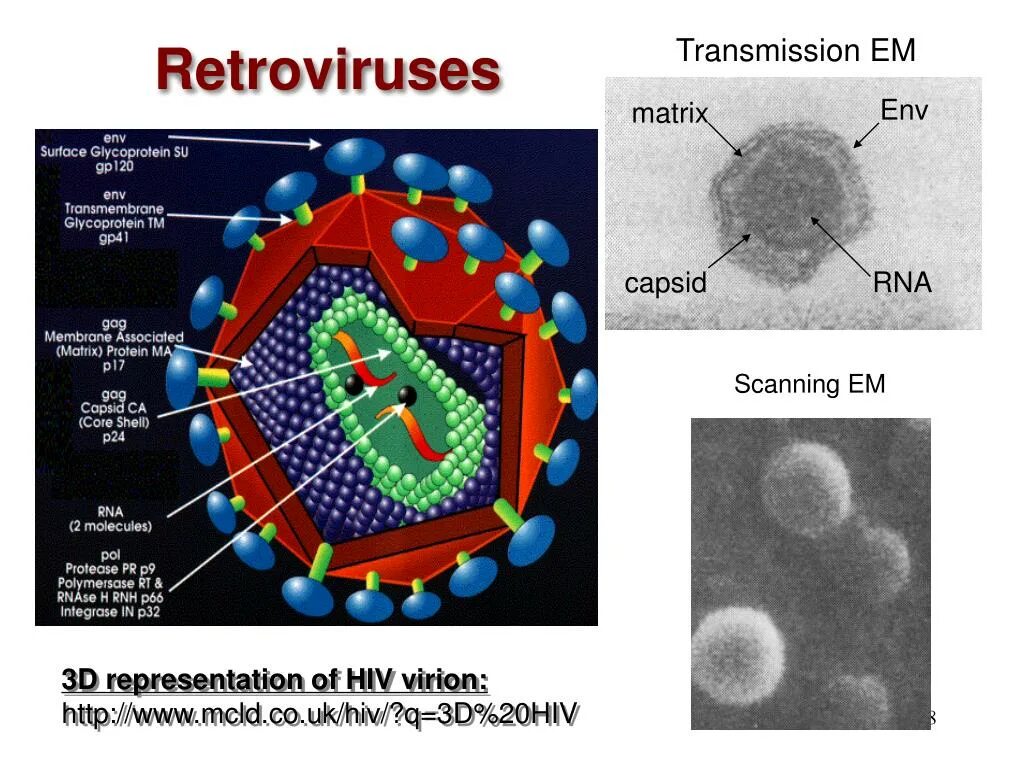 Lentivirus семейства Retroviridae. Вирион ретровирусов. Ретровирусы. Вирус ВИЧ.. РНК вирусы ретровирусы.