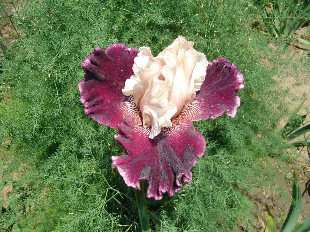 ирис блэк кинг. ирисы бородатые hello romance. ирис adriatic noble (keppel 2017). ирис высокий. ирис устюжна.