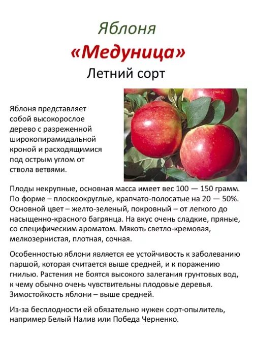 Медуница яблоня описание опылители