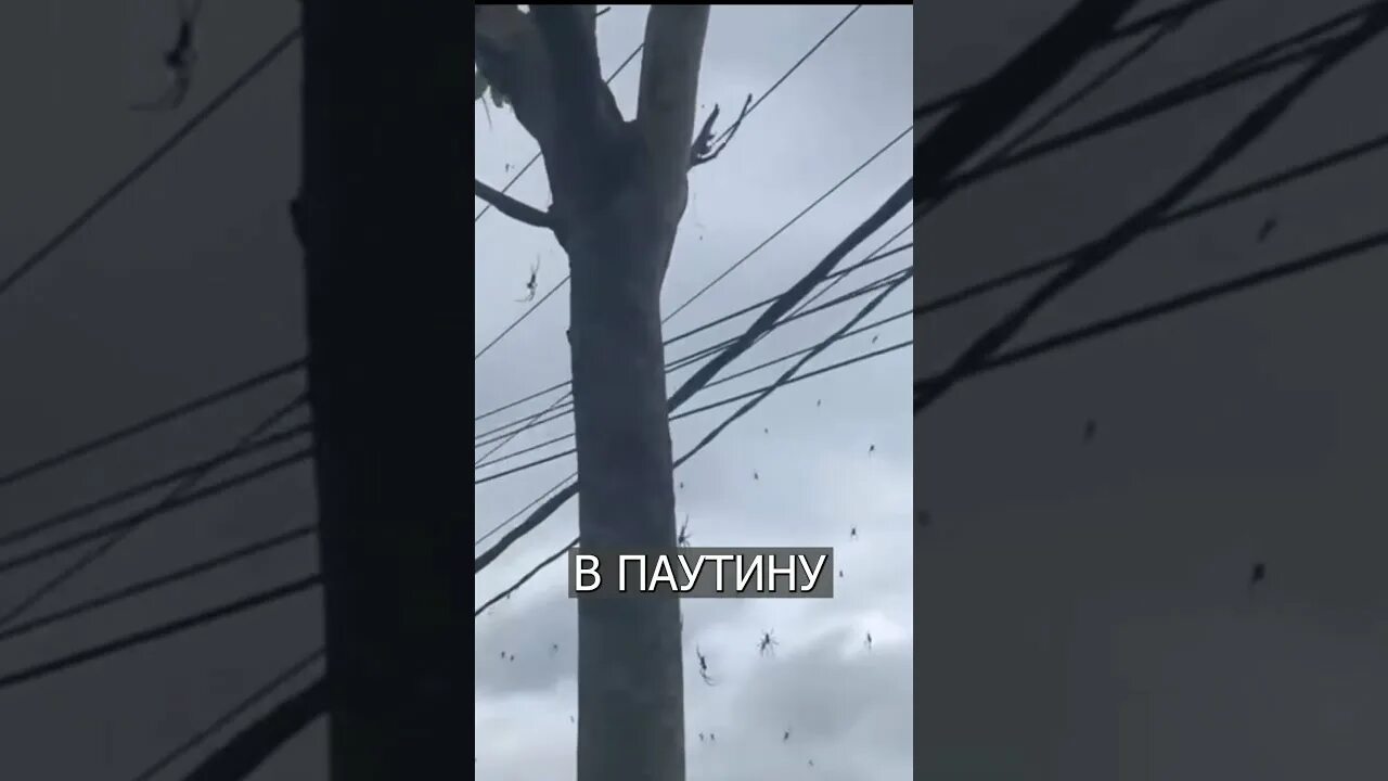 Heteropoda venatoria паук. Пауки на бали 2024. Пауки на проводах. Пауки на бали 2024. Пауки на бали 2024.