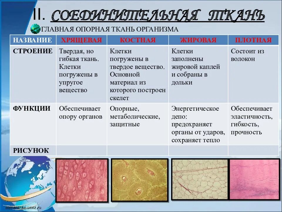 Какому типу ткани относится. Типы соединительной ткани человека таблица. Строение соединительной ткани. Биология 8 класс ткани соединительной ткани. Соединительная ткань строение и функции.