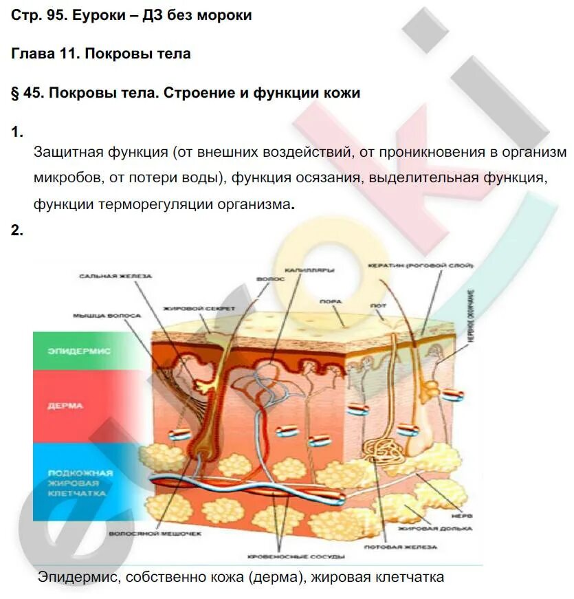 Биология 8 класс Жемчугова. Биология 8 класс учебник Жемчугова Романова. Жемчугова Романова рабочая тетрадь биология восьмой класс. Память биология 8 класс. Биология 8 класс жемчугова романова