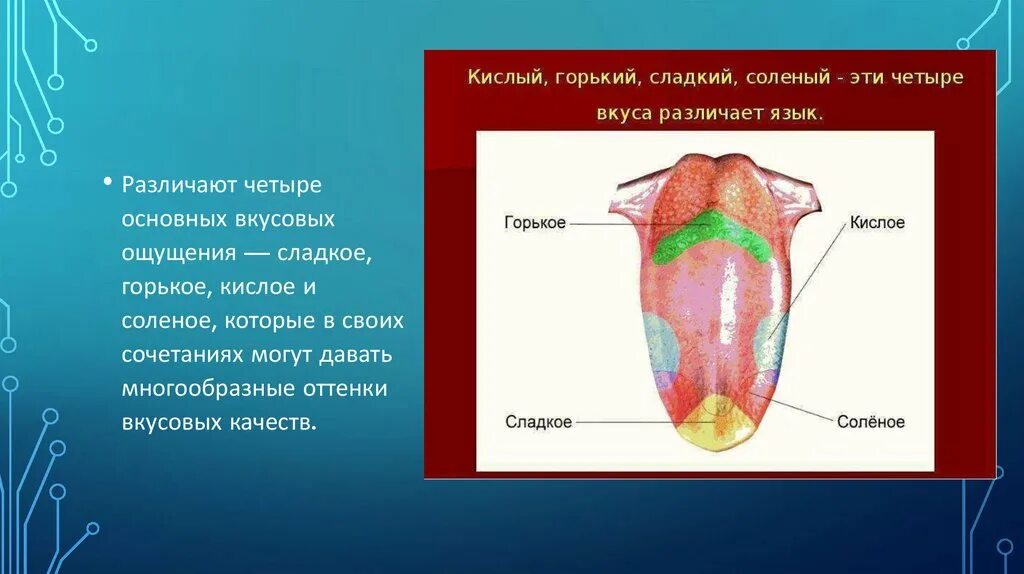 На кончике языка расположены рецепторы чувствительные к. 4 Базовых вкусовых ощущений на языке человека. Четыре базовые вкусовые ощущения. Вкусовые ощущения. Рецепторы языка человека.