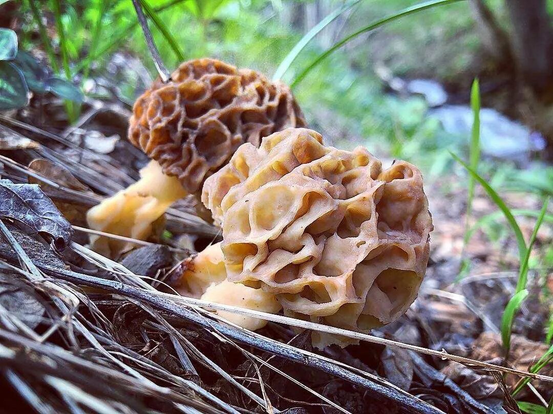 Сморчки грибы. Сморчки грибы съедобные. Сморчок полевой. Сморчок строчок сморчковая шапочка. Фото сморчков и строчков