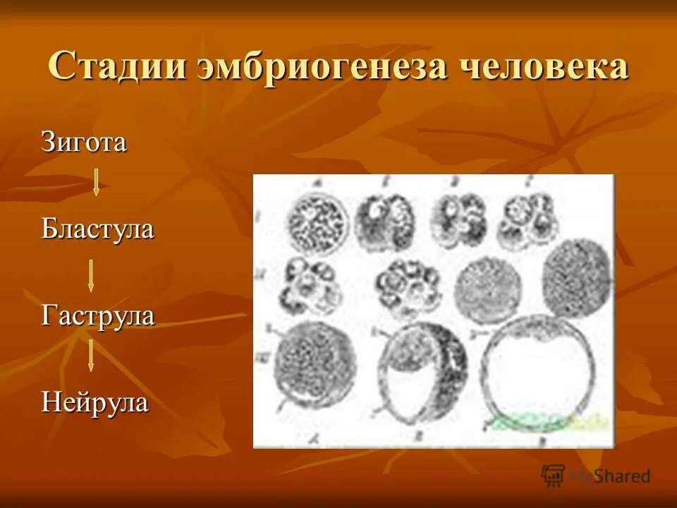 Эмбриогенез зигота. Эмбриогенез зигота