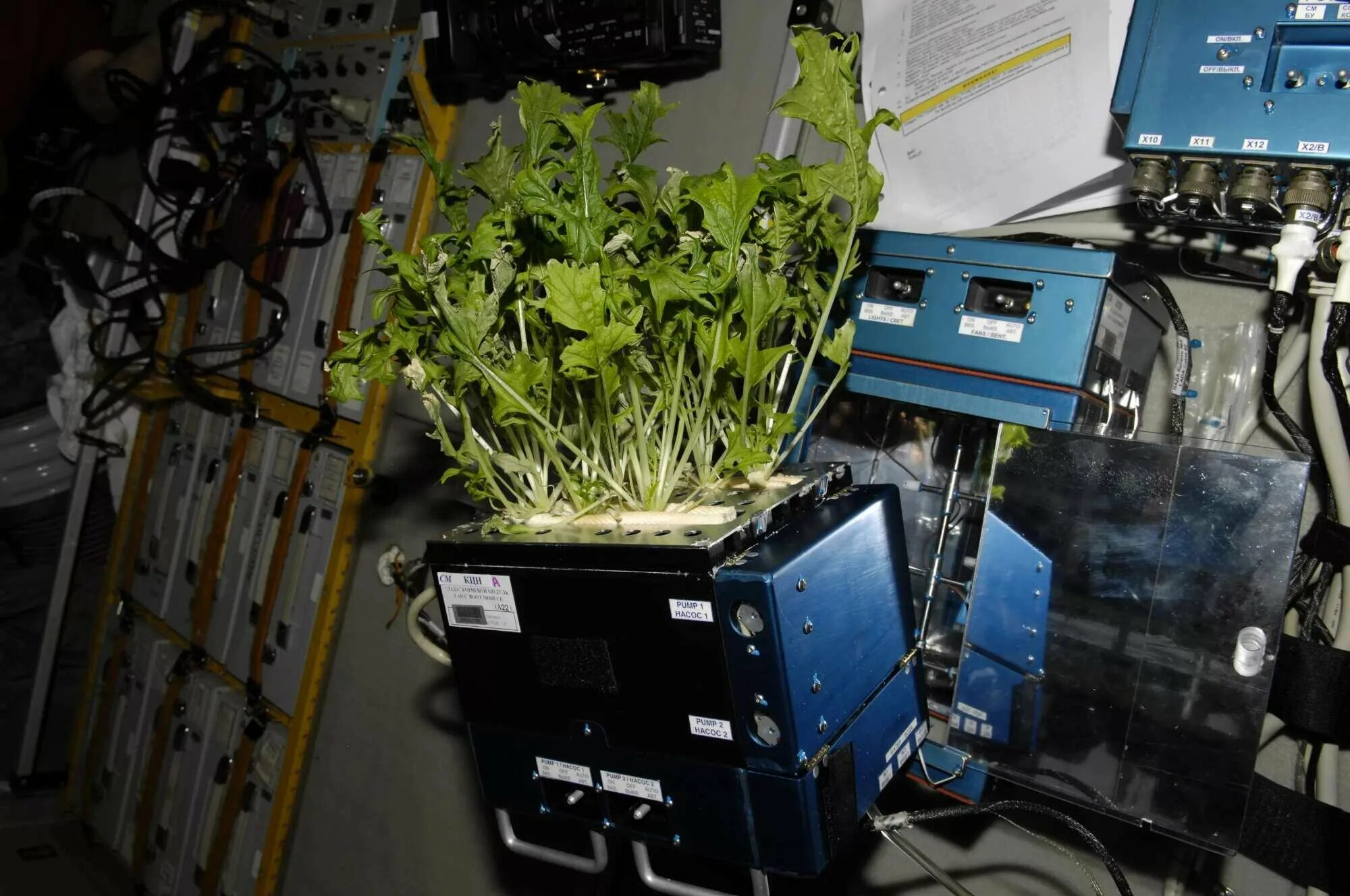 Какой овощ вырастили на космической станции