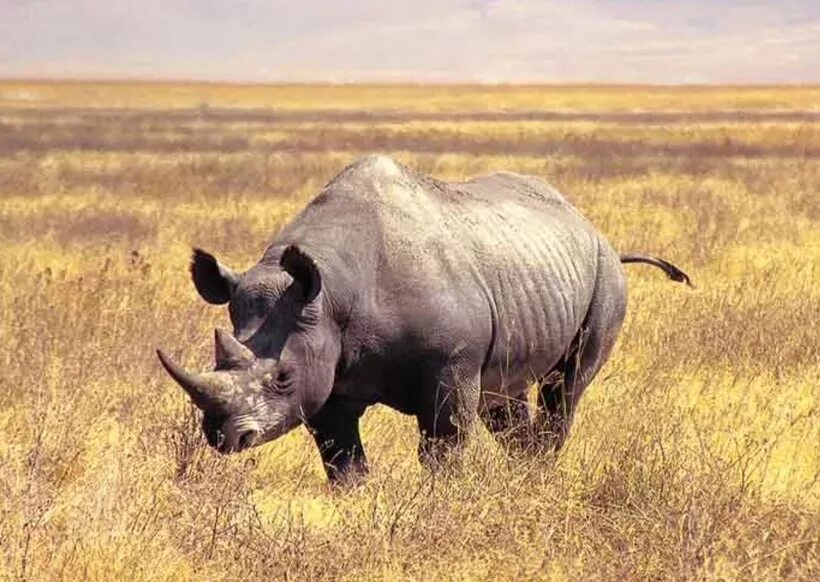 животный мир танзании