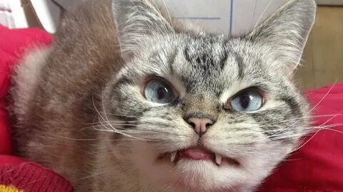 Нервная кошка