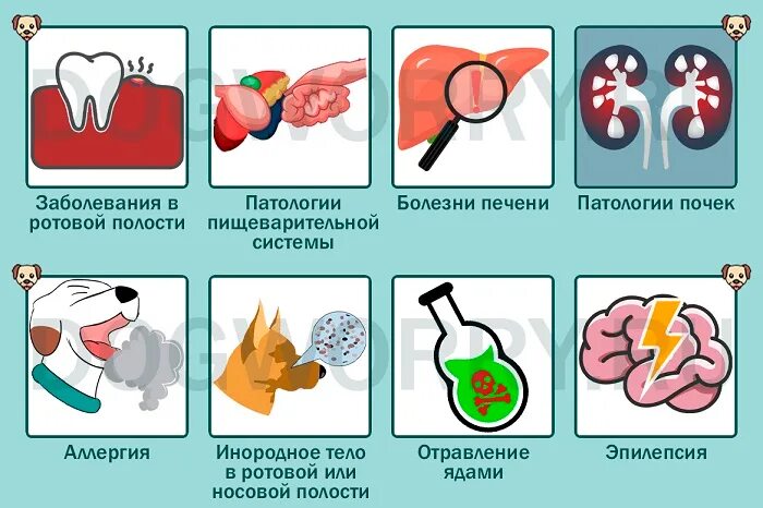 Собака сглатывает слюну. Собака постоянно облизывается и сглатывает слюну. Собака постоянно облизывается и сглатывает причины. Почему собака постоянно облизывается и причмокивает. Почему собака облизывается.