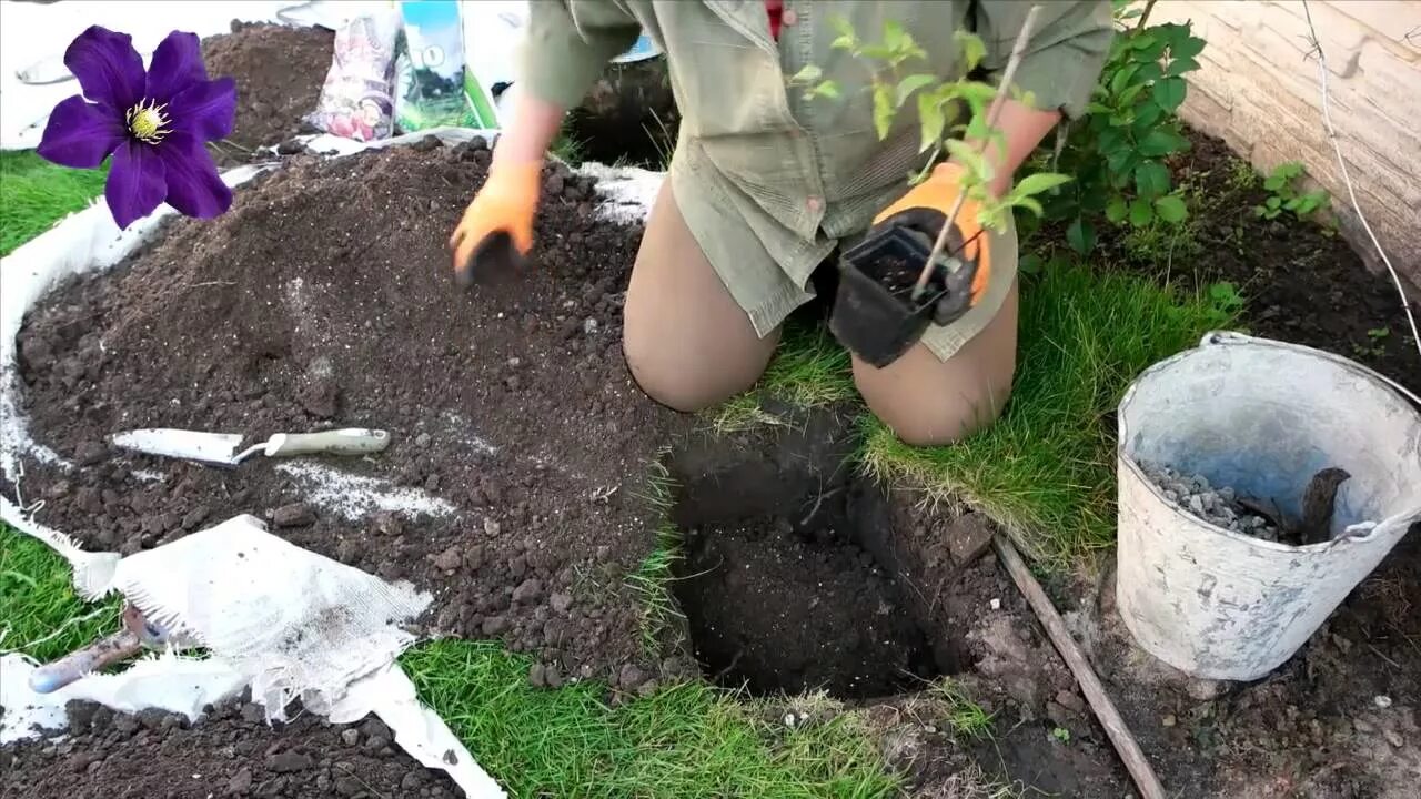 Клематис посадка в открытый грунт. Клематис посадка. Посадка клематиса весной в открытый грунт. Сажаем клематис. Пересадка клематиса весной на другое место