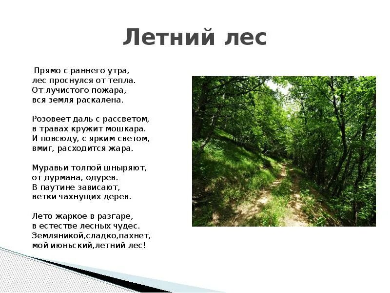 План как был в лесу летом. Стихи про леса. Лето в лесу стихи. Рассказ на тему лето в лесу. Прогулка по лесу стихи.