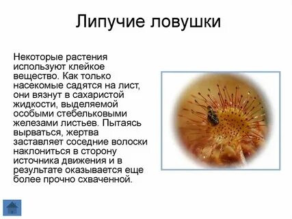 Вещество на насекомом