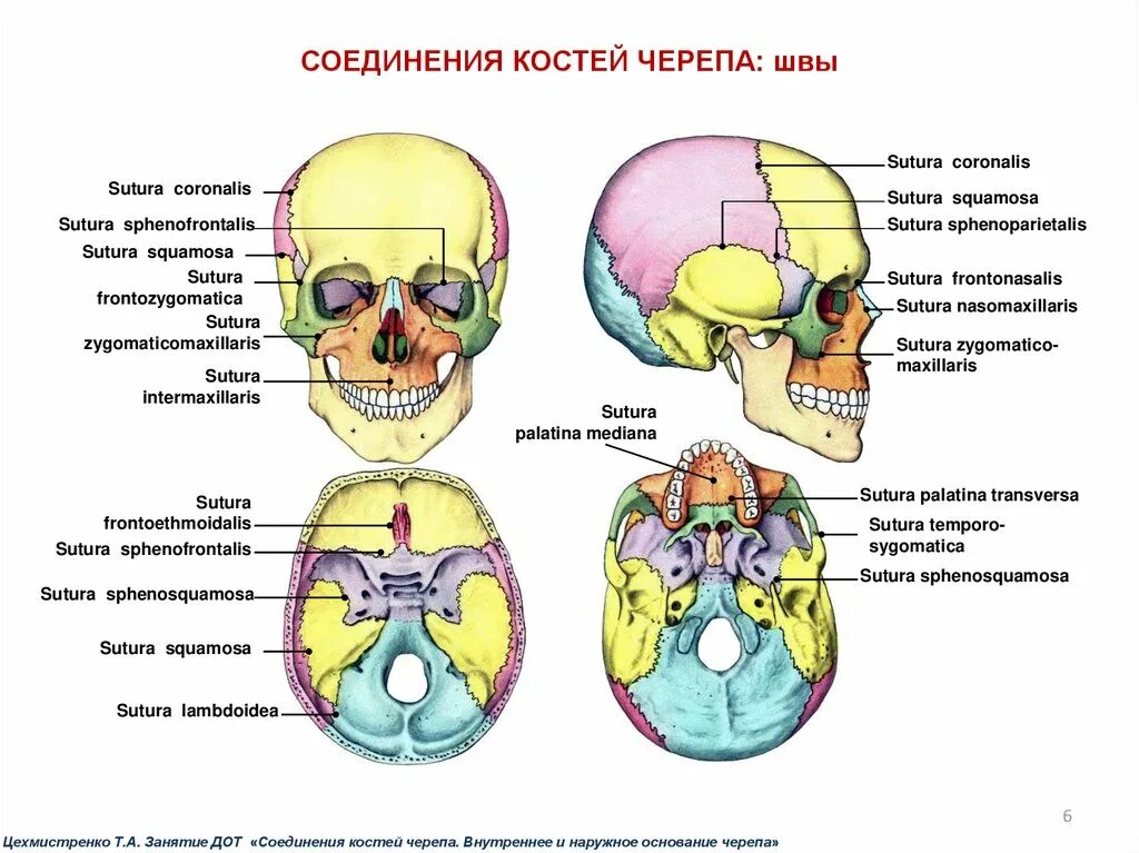 Мозговой отдел черепа кости соединение. Швы основания черепа анатомия. Соединения костей черепа анатомия швы. Соединение костей мозгового черепа. Соединение костей черепа анатомия человека.