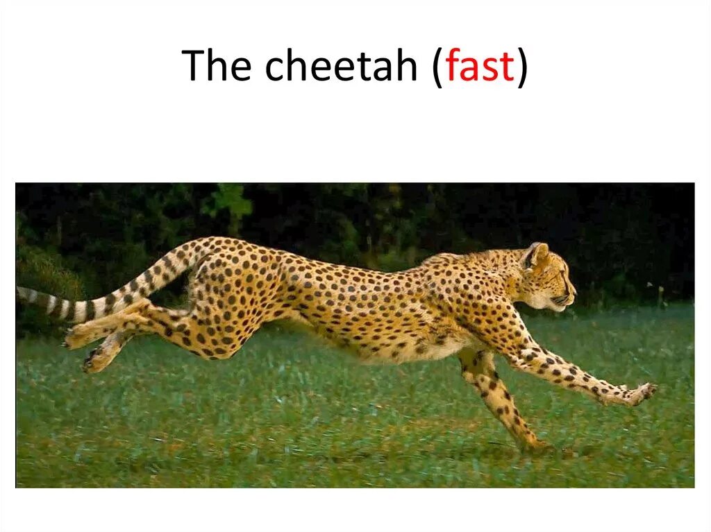 The Cheetah is the fastest animal in the World. Cheetah is fast animal in the World. Cheetah на английском. The fastest animal is Cheetah.