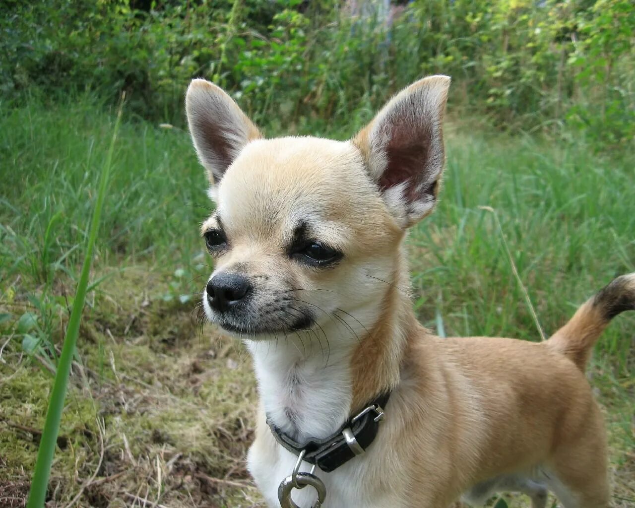 Порода собак чихуахуа. Чихуахуа компаньон. Порода собак чихуа чихуа. Тайский чихуахуа.