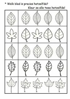 Leaves worksheets