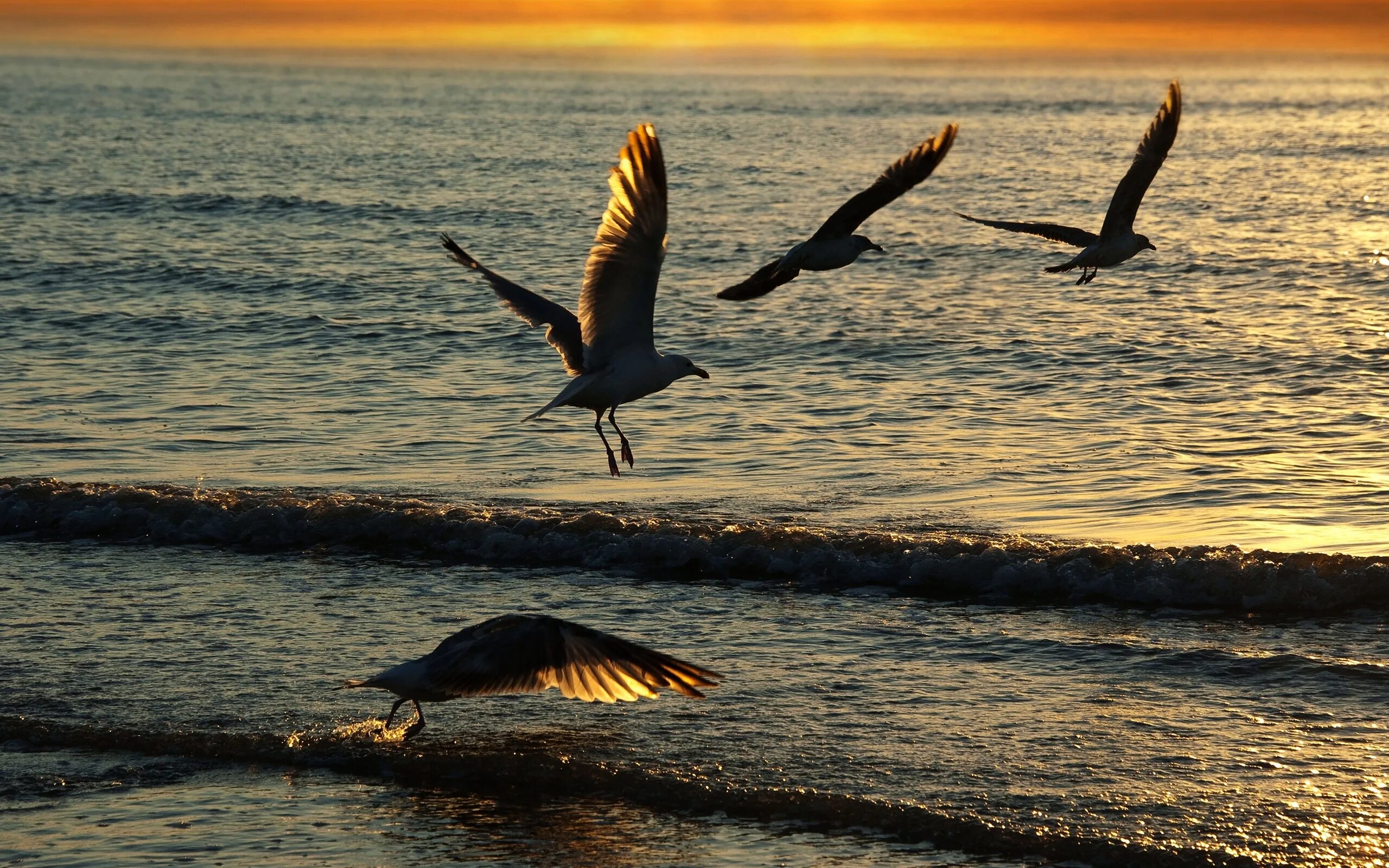 Море птицы. Птицы Азовского моря. Птицы над морем. Птицы море солнце.