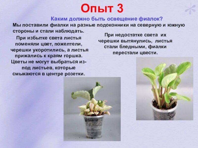 Опыт 3 жизнь
