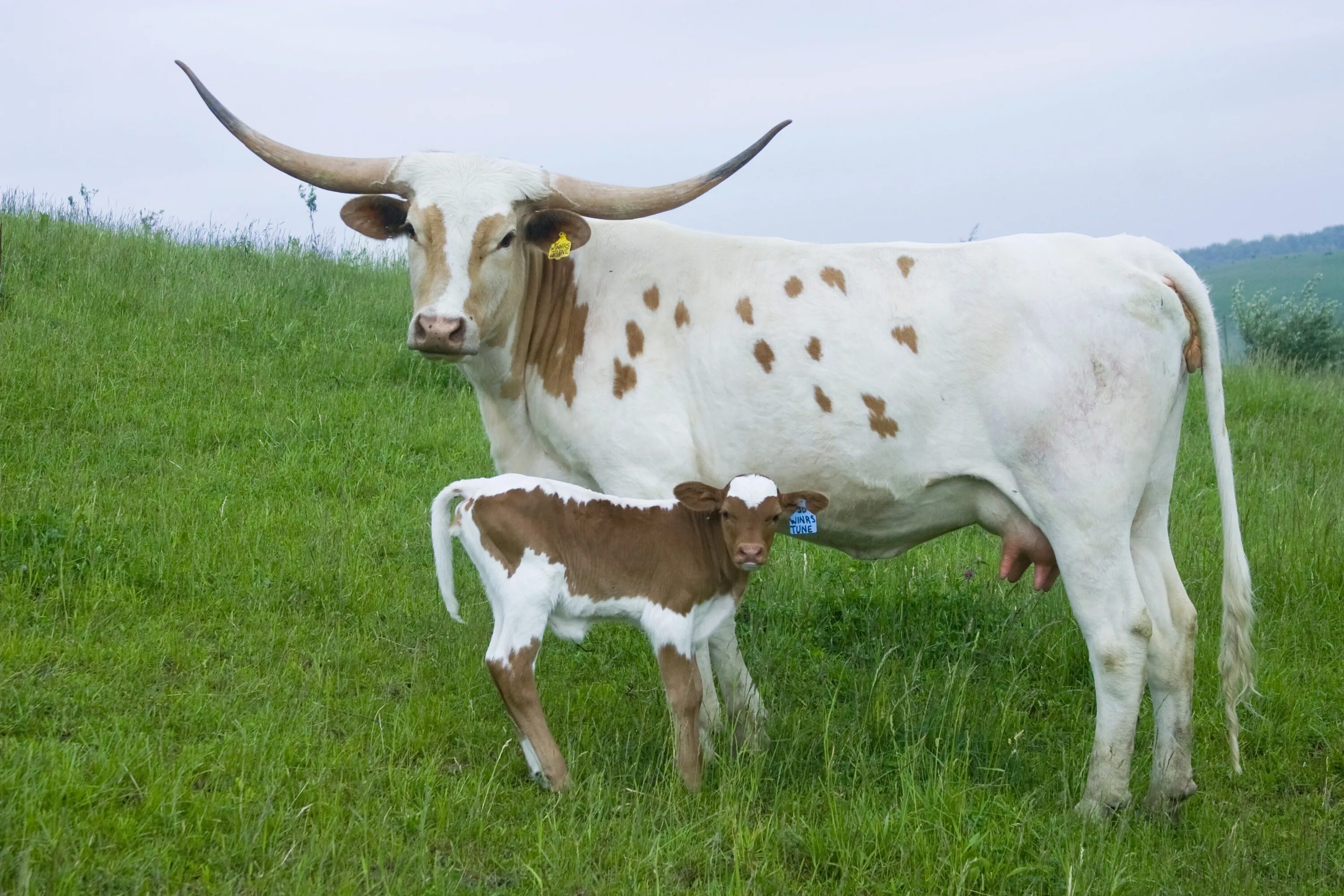 Ела вола. Техасский лонгхорн, теленок. Техасская корова лонгхорн. Техас лонгхорн порода коров. Техас Лонгхорнс бык.