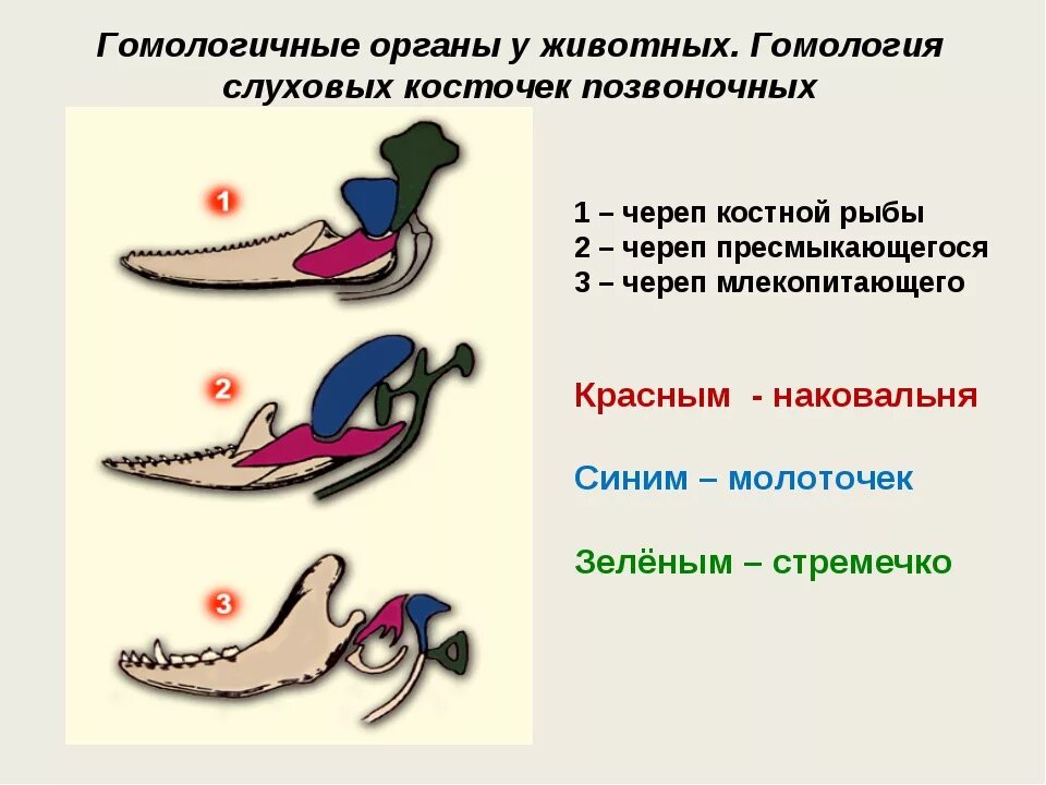 Примером гомологичных органов можно считать Биология