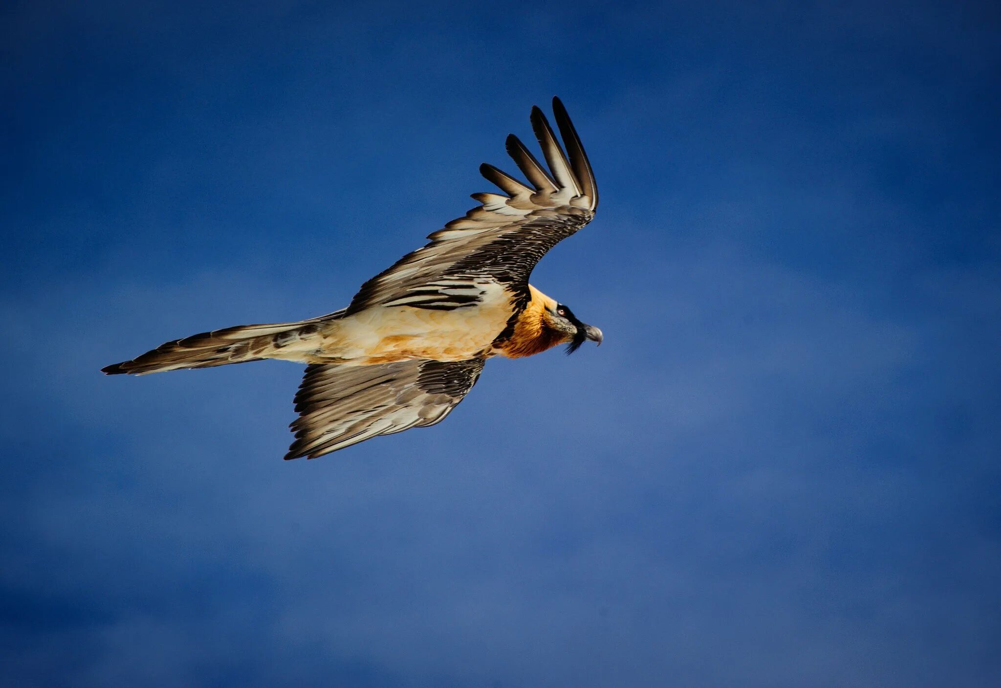 крыло птицы. крылья птицы поднимаются. сложенные крылья. крыло птицы.