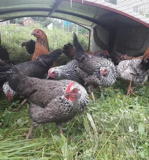 Куры котляревская отзывы