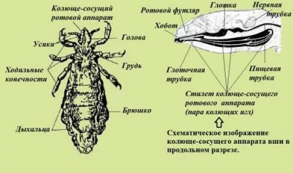 Какой цифрой обозначена самка головной вши. Строение ротового аппарата вшей. Головная и платяная вошь строение. Вши внутреннее строение. Головной вошь ротовой аппарат строение.