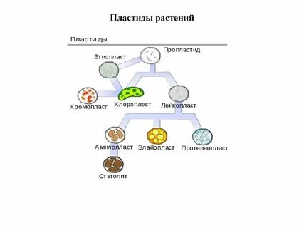 Выберите виды пластид