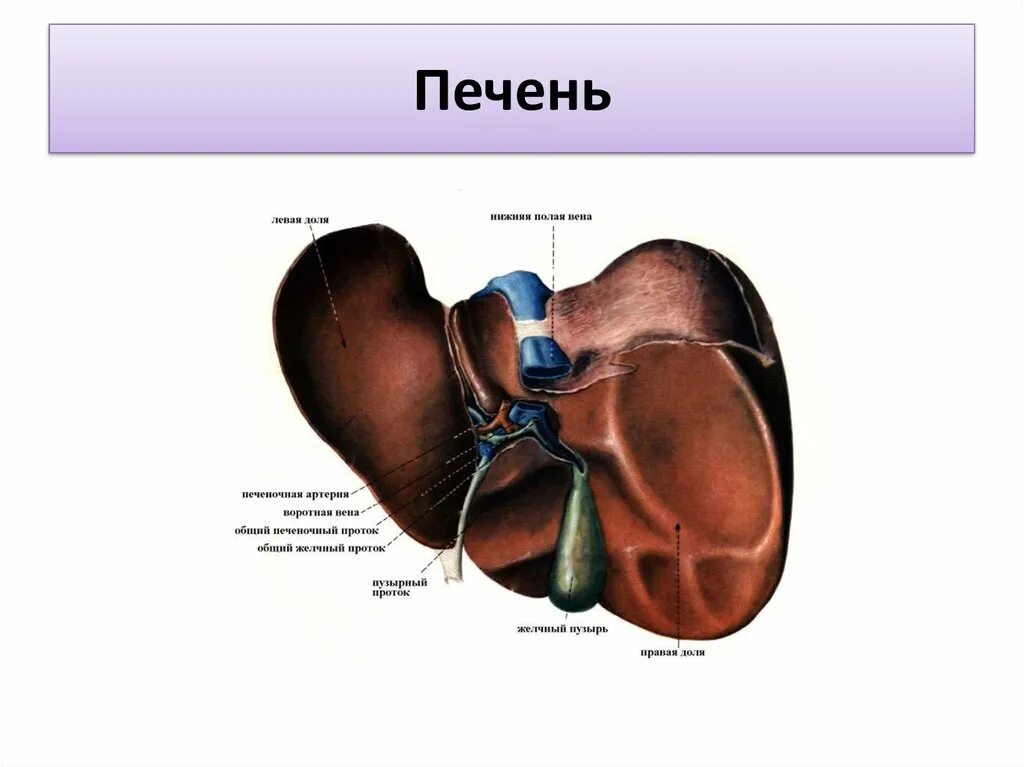 Печень анатомия печеночная Вена. Борозды печени на висцеральной поверхности. Строение печени ворота печени. Доли печени висцеральная поверхность схема. В какой состав органов входит печень