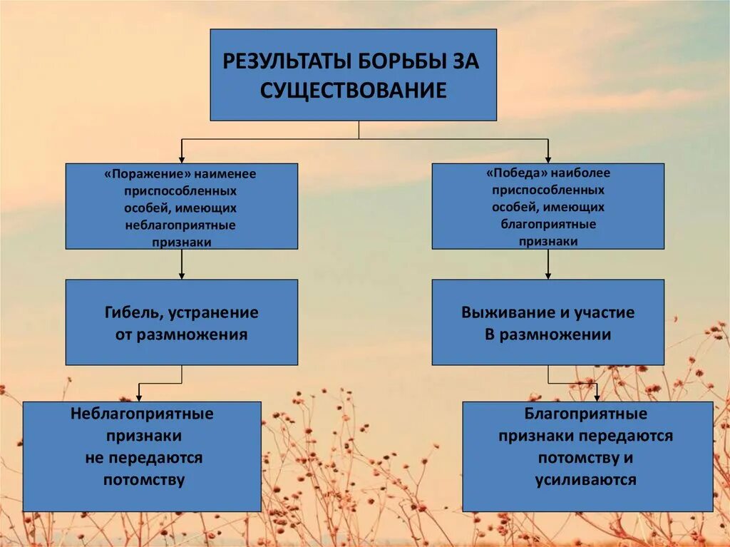 Что является результатом борьбы за существование. Результат борьбы за существование. В борьбе за существование менее приспособленные особи. Итог борьбы за существование. Борьба за существование и естественный отбор.